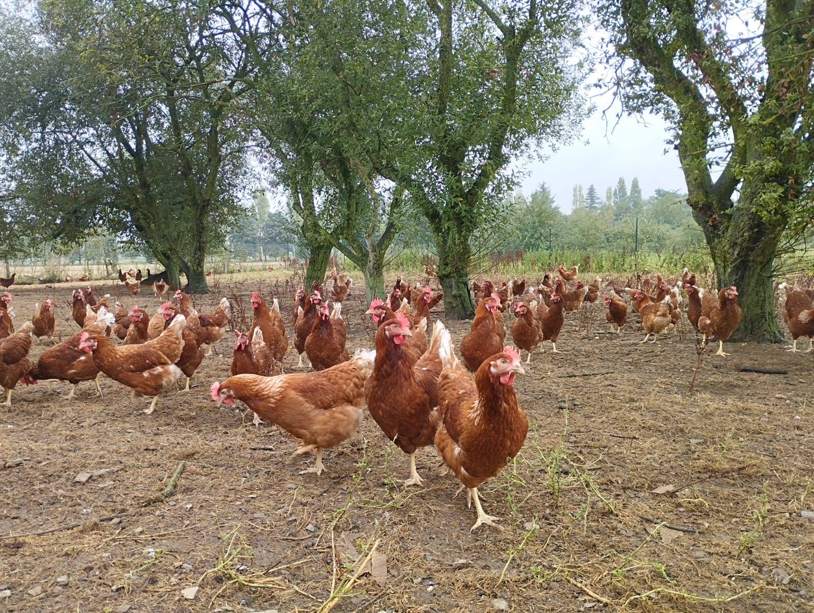 Poules en extérieur